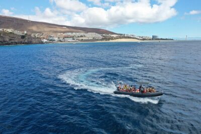 2h Dolphin and Whale Viewing + Snorkeling Tour - The snorkeling window: make those 30 minutes count