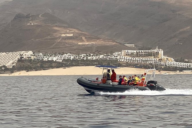 2h Dolphin and Whale Viewing + Snorkeling Tour - Who this tour fits best (and who should think twice)