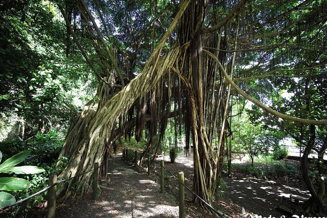 5 Hours Tahiti Island Tour - West and East Coast - Stop 5: Faarumai Waterfalls for quick valley drama