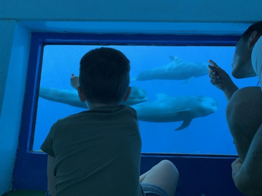 Adeje: Whale and Dolphin Watching Cruise with Lunch and Swim - Key things I’d bet on