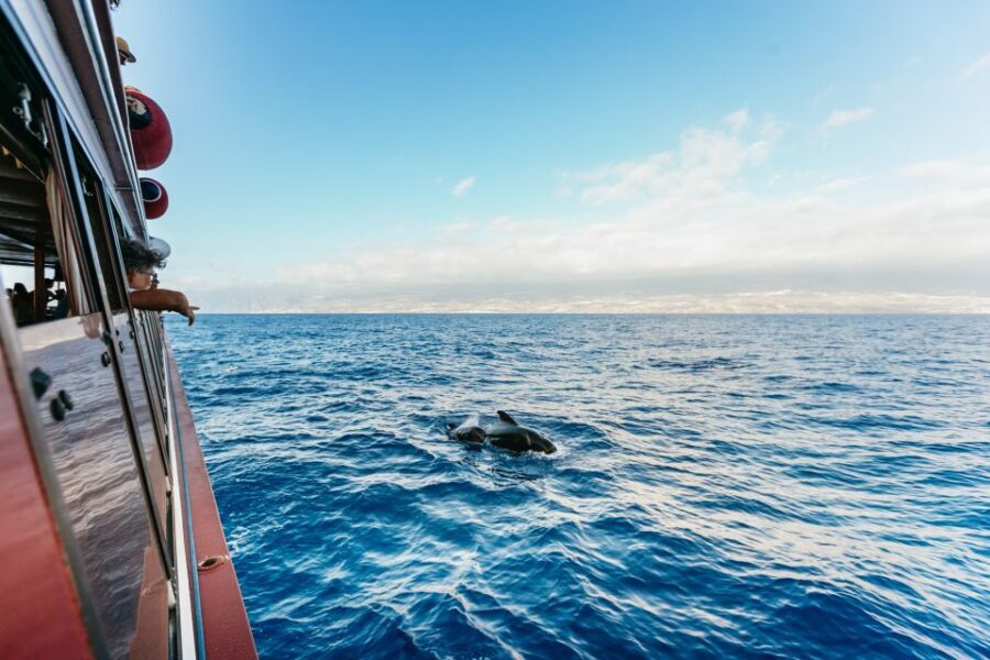 Adeje: Whale and Dolphin Watching Cruise with Lunch and Swim - Choosing your route: Diego Hernández Bay vs Masca and Los Gigantes