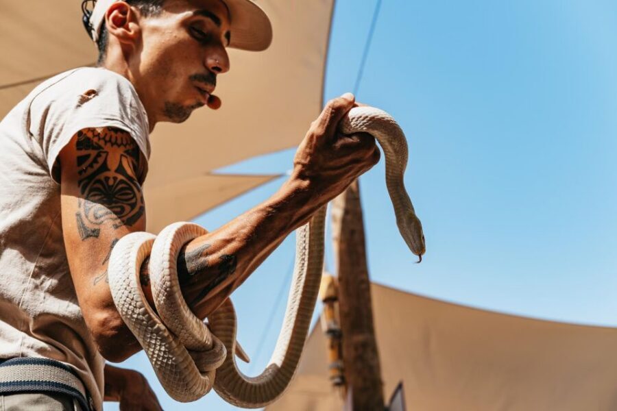 Agüimes: Cocodrilo Park Zoo Entry Ticket - Key highlights to look for
