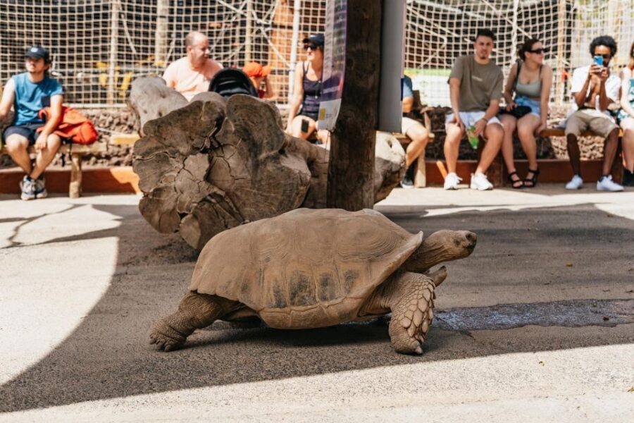 Agüimes: Cocodrilo Park Zoo Entry Ticket - Practicalities checklist (so your day goes smoothly)