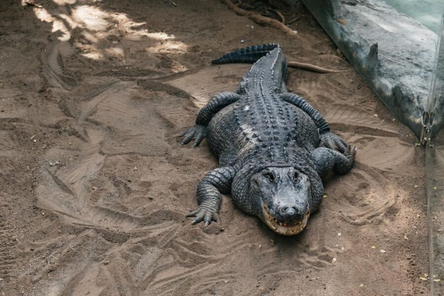 Agüimes: Cocodrilo Park Zoo Entry Ticket - Cocodrilo Park Gran Canaria: a rescue-style zoo with real personality