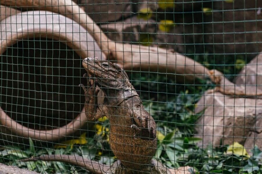Agüimes: Cocodrilo Park Zoo Entry Ticket - The animal lineup: what you can realistically expect to see