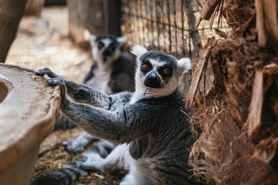 Agüimes: Cocodrilo Park Zoo Entry Ticket - Value for money: why $11 feels fair here