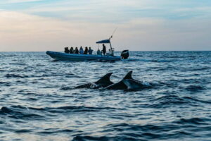 Alcudia or Can Picafort: Dolphin-Watching Cruise - Sunrise or Afternoon Cruise: Picking the Right Time for Your Vibe