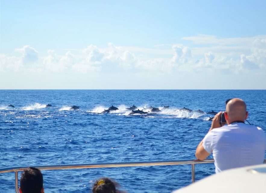 All Inclusive Whale and Dolphin Watching Luxury Tour - Key things that make this tour worth your time