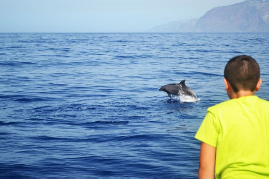 All Inclusive Whale and Dolphin Watching Luxury Tour - Who should book this Madeira whale and dolphin luxury tour