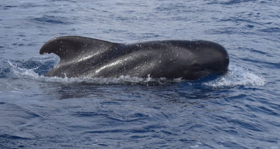 All Inclusive Whale and Dolphin Watching Luxury Tour - Marine life search: dolphins, whales, and turtles in their own world