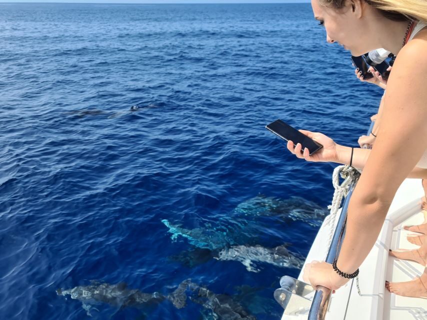 All Inclusive Whale and Dolphin Watching Luxury Tour - Seasickness, safety, and what to do if conditions get rough