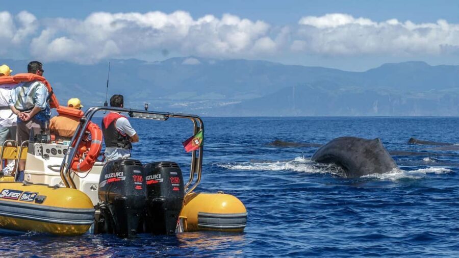 Azores Whale Watching & Islet Boat Tour - Key highlights worth planning for