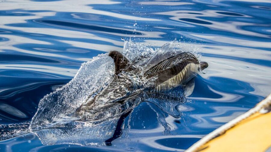 Azores Whale Watching & Islet Boat Tour - Guides and skipper: the difference between seeing and understanding