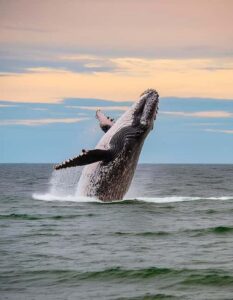 Azores Whale Watching & Islet Boat Tour - Check-in at Terra Azul: short, focused, and safety-first