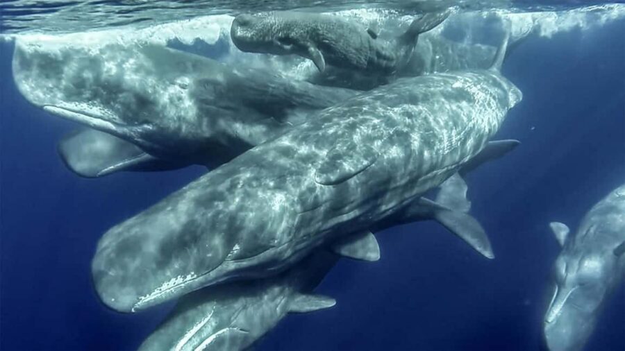 Azores Whale Watching & Islet Boat Tour - Whale watching in practice: what your 2.75 hours looks like
