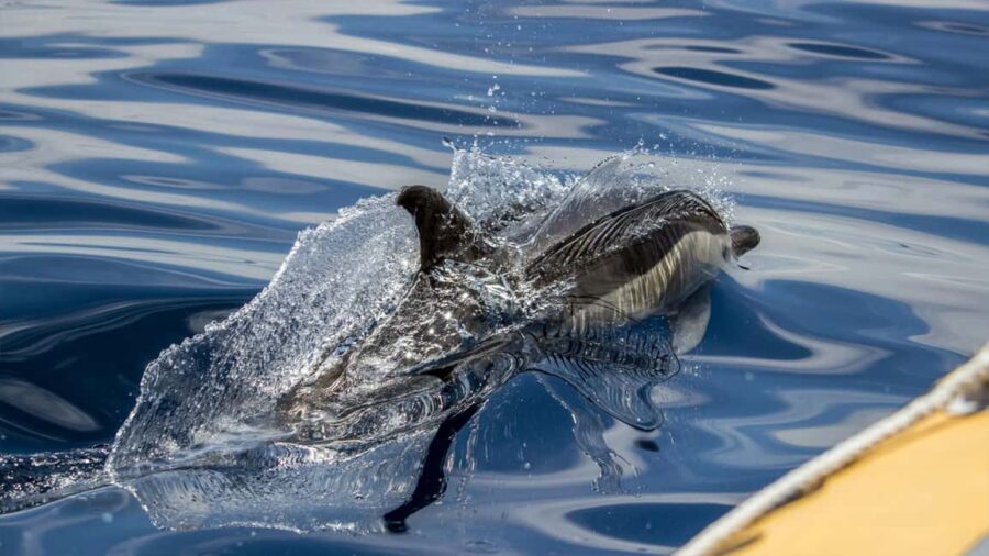 Azores Whale Watching & Islet Boat Tour - Back at the marina: short free time to grab a snack or stretch