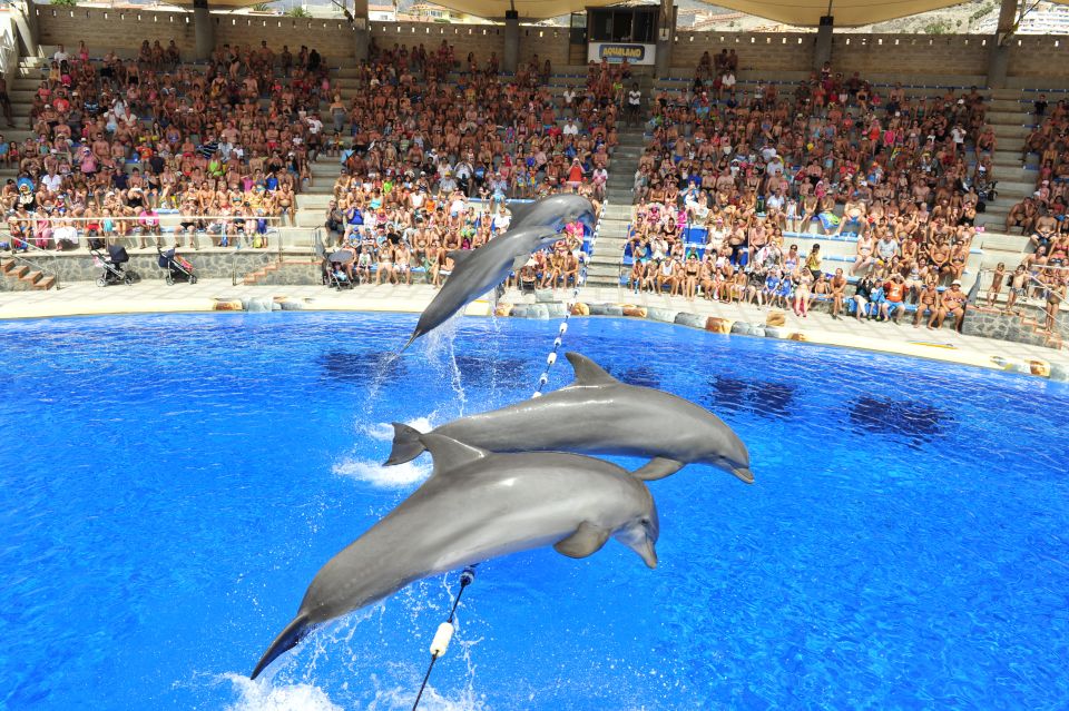 Costa Adeje: Aqualand Water Park Ticket with Dolphin Show - Key Things I’d Prioritize Here