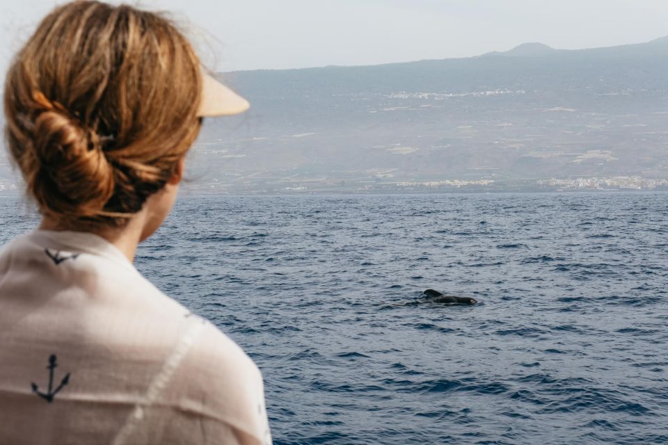 Costa Adeje: Whale & Dolphin Eco-Cruise with Snacks & Drinks - From Dock 8 Puerto Colón to the Water: What Your Start Feels Like