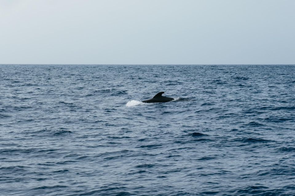 Costa Adeje: Whale & Dolphin Eco-Cruise with Snacks & Drinks - Food and Drinks at Sea: What You Get Without Making It a Party