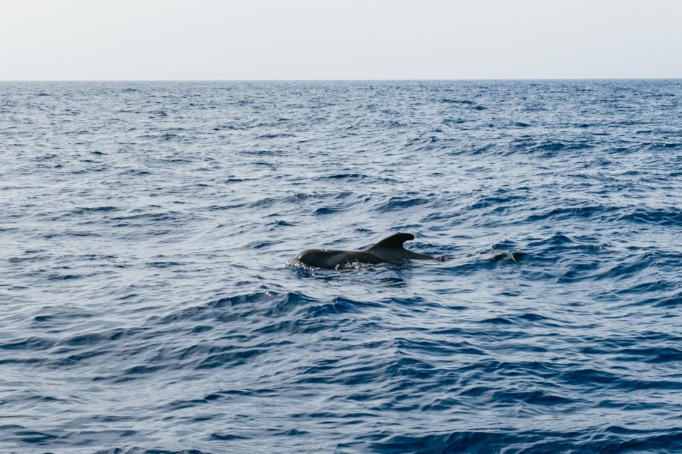 Costa Adeje: Whale & Dolphin Eco-Cruise with Snacks & Drinks - The Swim Stop: The Part That Turns a Cruise Into a Day on the Atlantic