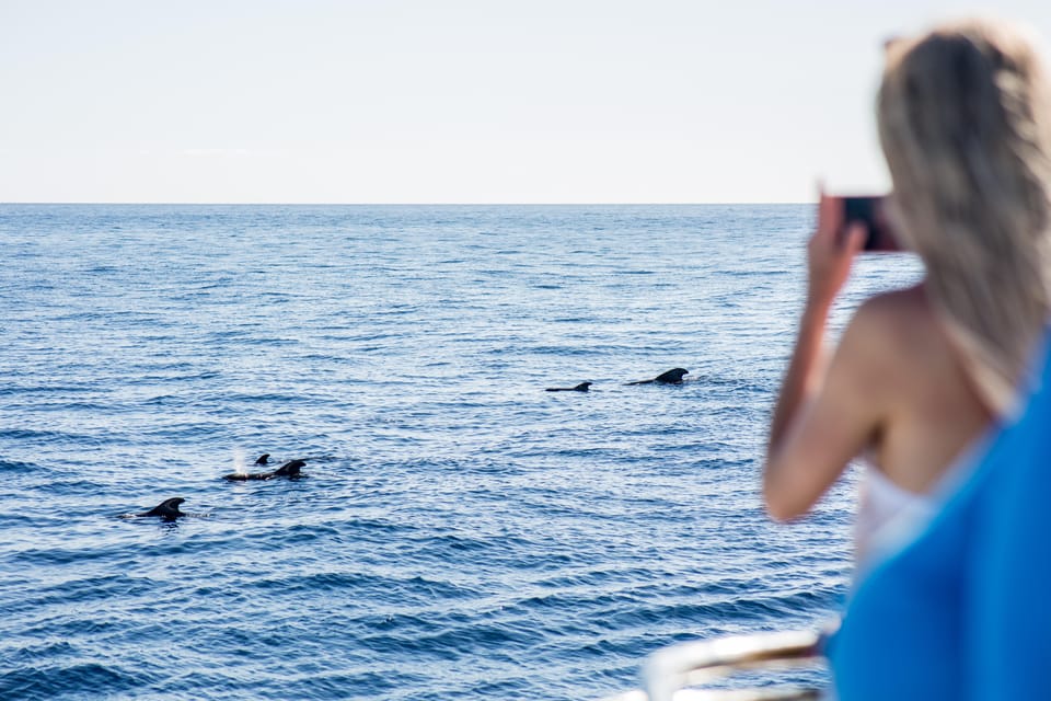 Costa Adeje: Whale & Dolphin Submarine Vision Mini Cruise - What the Guide Adds: Safety, Species Clues, and Multilingual Spotting
