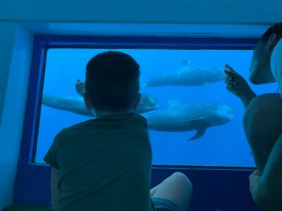 Costa Adeje: Whale & Dolphin Submarine Vision Mini Cruise - The Real Star: 16 Underwater Windows (Without the Wet Stuff)