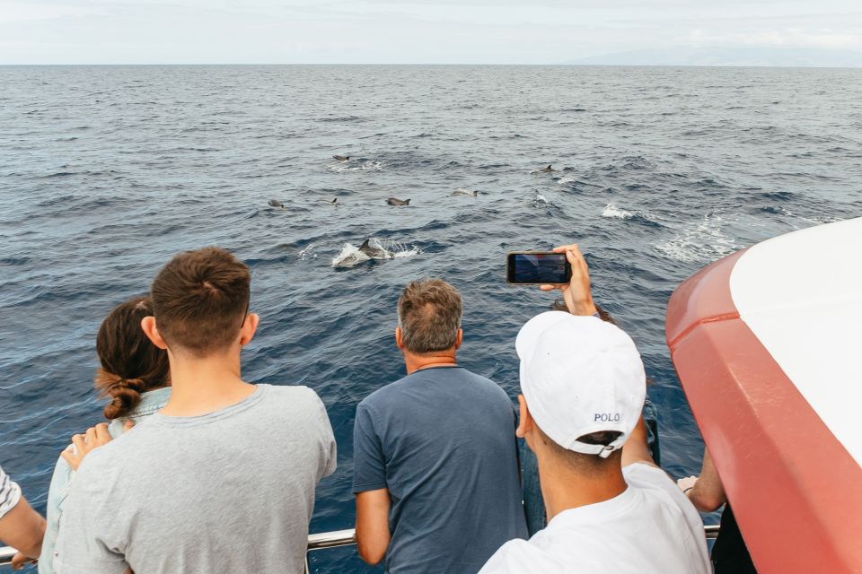 Costa Adeje: Whale & Dolphin Submarine Vision Mini Cruise - Practical Tips Before You Go (That Actually Help)