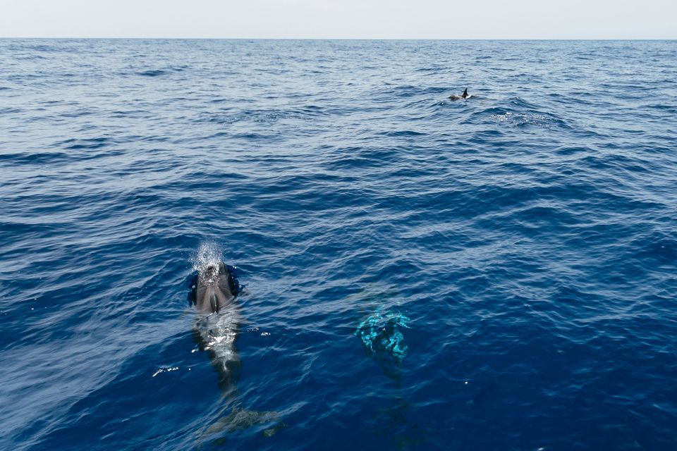 Costa Adeje: Whale Watching Catamaran Tour with Drinks - Spotting Pilot Whales: The Crew’s Search Rhythm