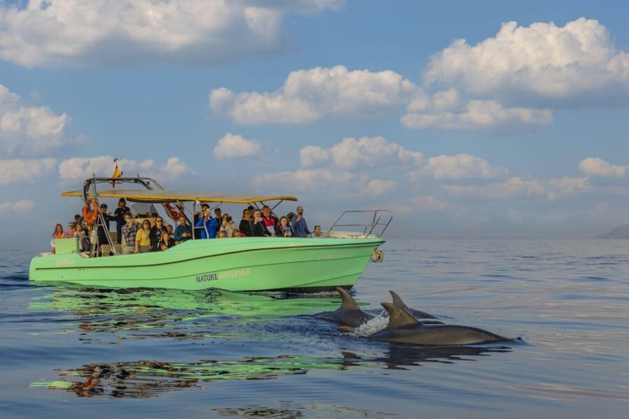 From Alcudia: Sunrise Dolphin Watching Boat Tour - Quick reasons to book