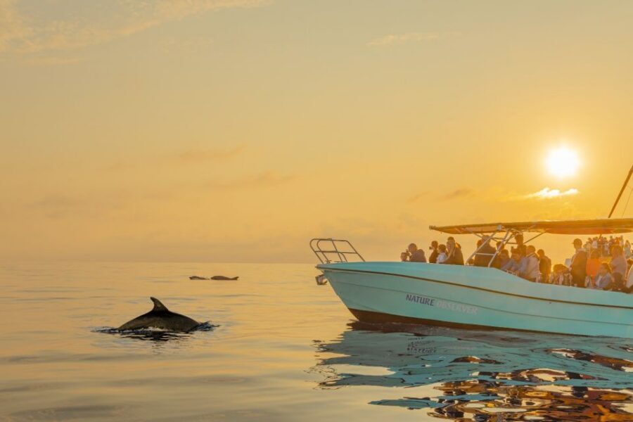 From Alcudia: Sunrise Dolphin Watching Boat Tour - The 2-hour sunrise vibe in Alcúdia: why this feels special