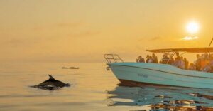 From Alcudia: Sunrise Dolphin Watching Boat Tour - Pickup, bus ride, and the harbour routine: how the timeline really flows