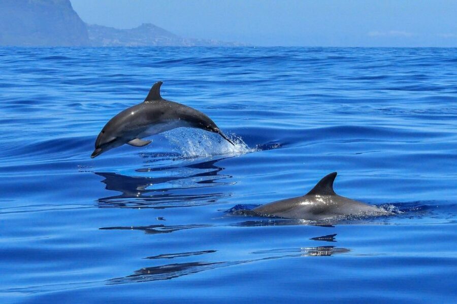 From Alcudia: Sunrise Dolphin Watching Boat Tour - Sunrise expectations: what to know before you set your alarm