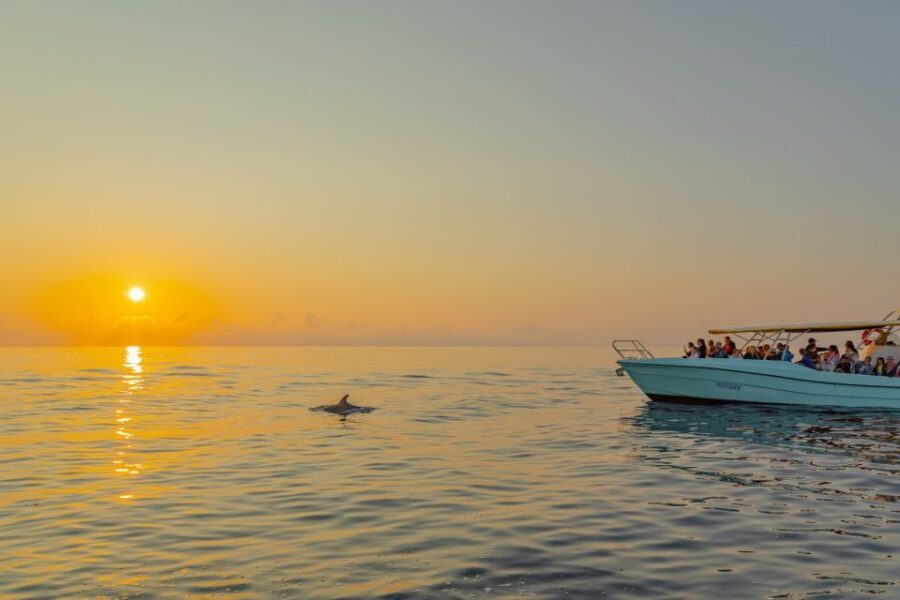 From Alcudia: Sunrise Dolphin Watching Boat Tour - Respect for dolphins: why this encounter feels different