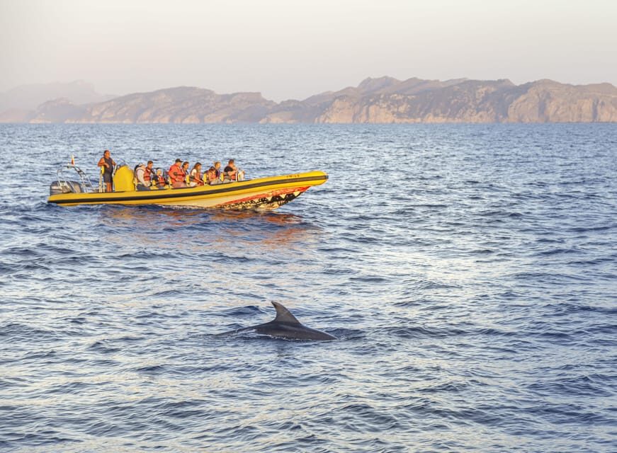 From Alcudia: Sunrise Dolphin Watching Boat Tour - Cost and value: is $93 a fair price?