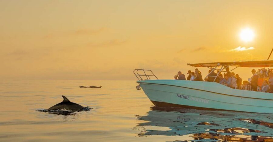 From Alcudia: Sunrise Dolphin Watching Boat Tour - Pickup, bus ride, and the harbour routine: how the timeline really flows