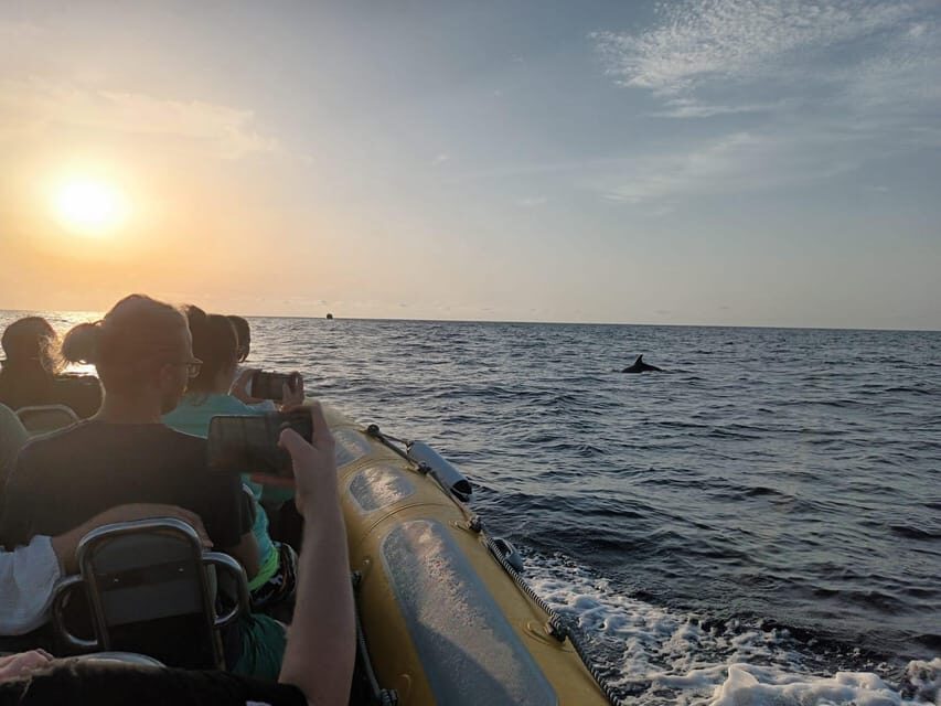 From Can Picafort: Dolphin Watching and Cave Boat Trip - Should You Book This Dolphin Watching and Cave Boat Trip?