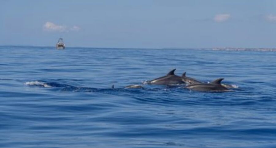 From Can Picafort: Dolphin Watching and Cave Boat Trip - Guides and Captains: The Small Details That Make It Better