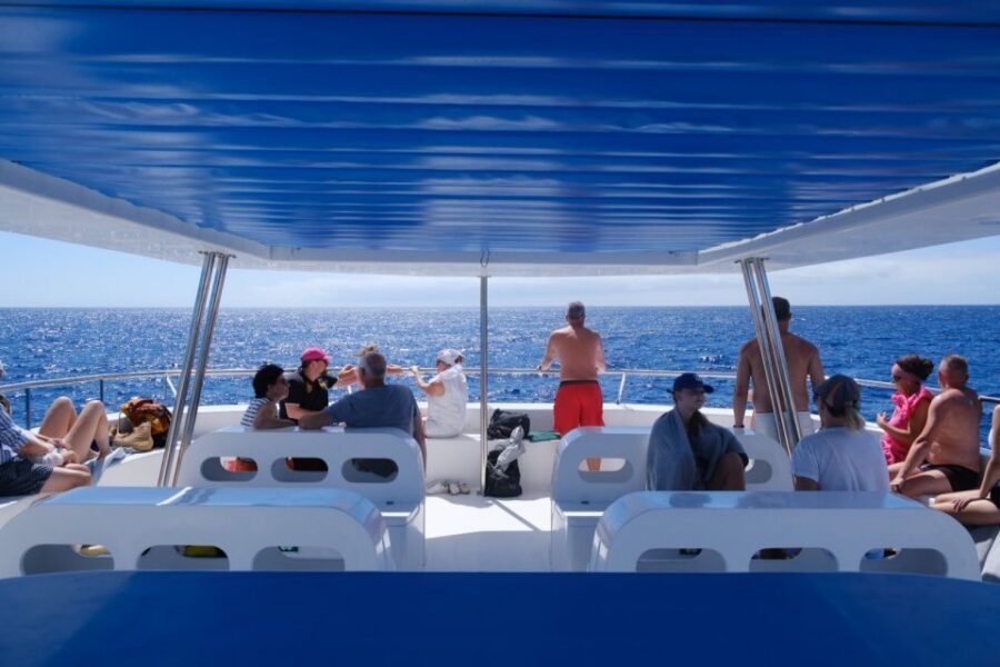 From Funchal: Ecological Catamaran Dolphin Whale Watching - Should you book this dolphin and whale watching catamaran?