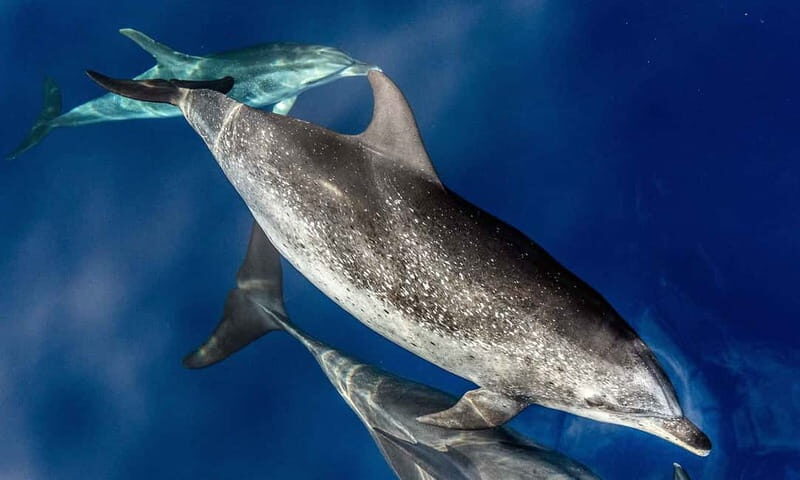 From Funchal: Ecological Catamaran Dolphin Whale Watching - Why this eco-catamaran is built for wildlife (and comfort)