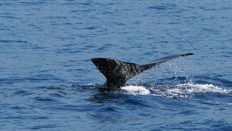From Funchal: Ecological Catamaran Dolphin Whale Watching - The onboard vibe: bar, toilets, and real-time wildlife rules