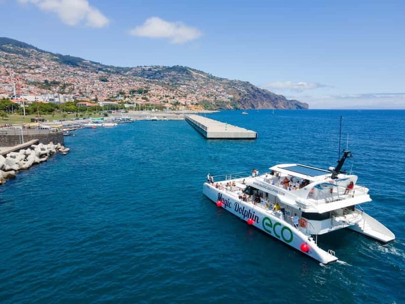 From Funchal: Ecological Catamaran Dolphin Whale Watching - The main event: dolphins and whales you might see around Madeira