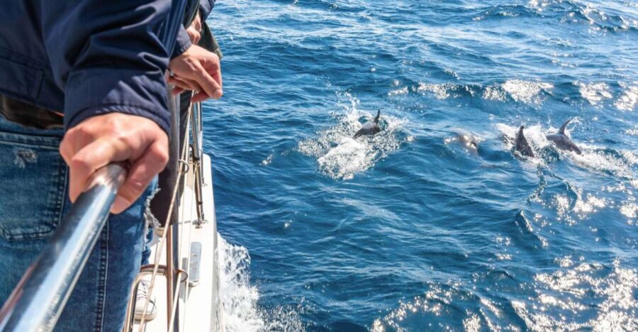 From Funchal: Madeira Dolphin and Whale Watching Tour - Why Madeira’s dolphin and whale hunt feels different from a basic boat trip