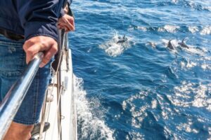 From Funchal: Madeira Dolphin and Whale Watching Tour - Price and value: what $47 buys you (and what it doesn’t)