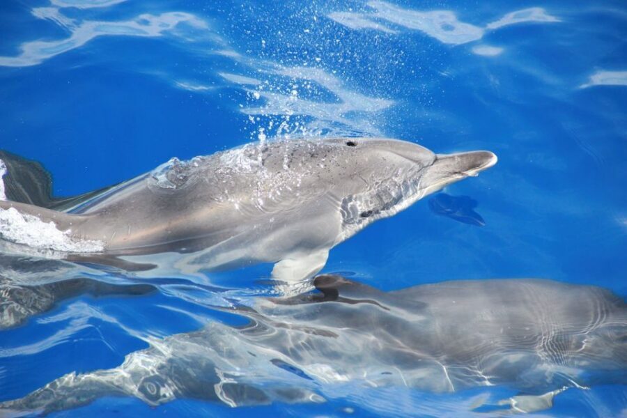 From Funchal: Madeira Dolphin and Whale Watching Tour - Who should book this tour (and who should think twice)