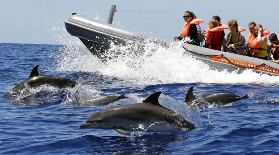 From Funchal: Whale and Dolphin Watching - Key things I’d focus on before you go