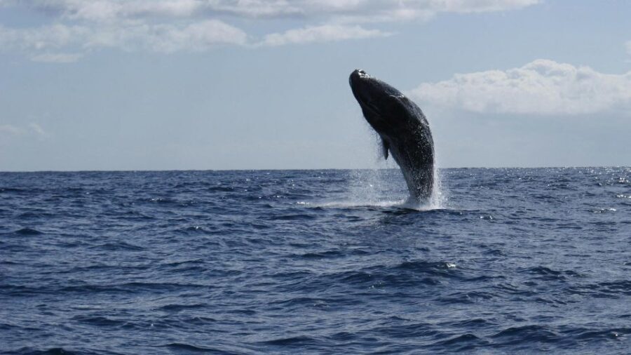 From Funchal: Whale and Dolphin Watching - Who should book this tour, and who should reconsider