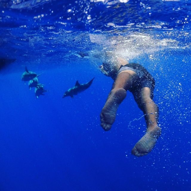 From Funchal: Whale and Dolphin Watching - Madeira’s whales and dolphins: why this trip is worth it