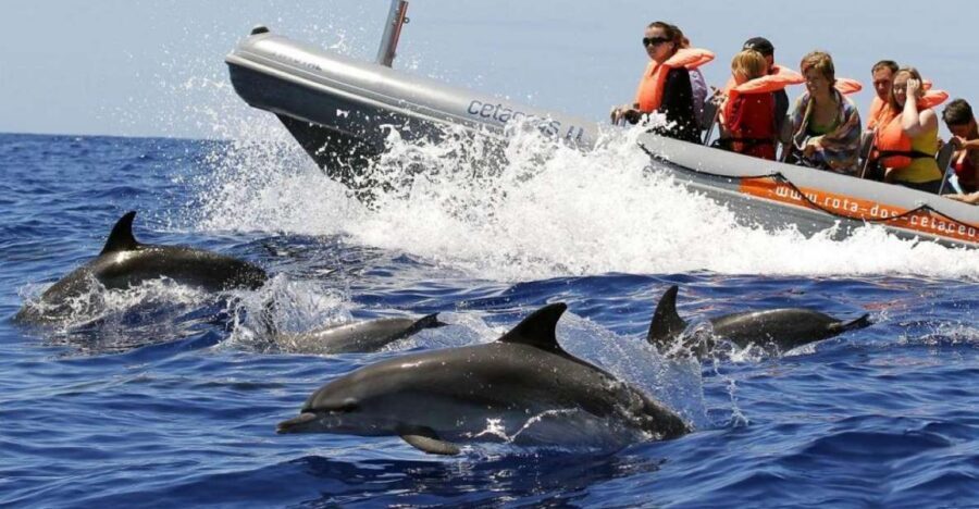 From Funchal: Whale and Dolphin Watching - Spotters on land and a marine biologist onboard