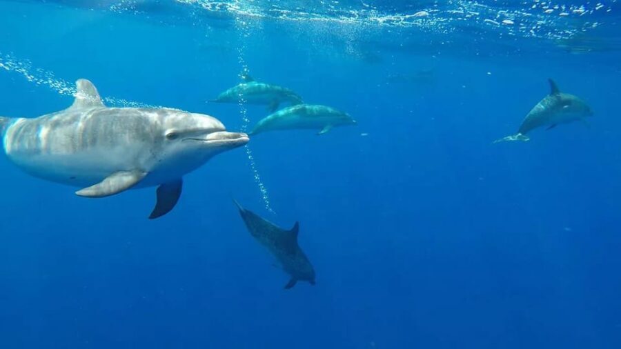 From Funchal: Whale and Dolphin Watching - Seeing whales and dolphins: what sightings can look like