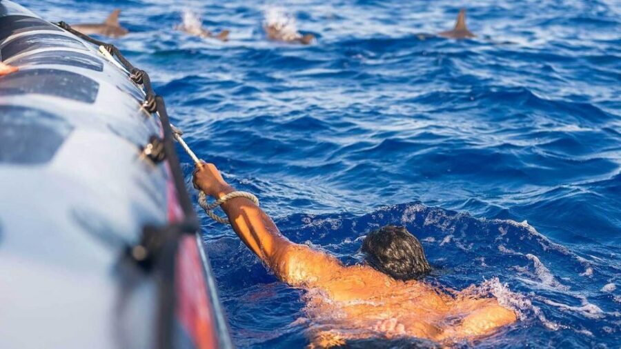 From Funchal: Whale and Dolphin Watching - Price and value: is $56 a fair deal?